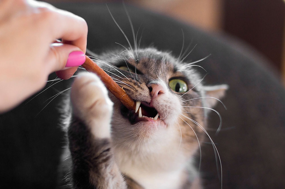 7 Trustworthy Cat Treat Brands