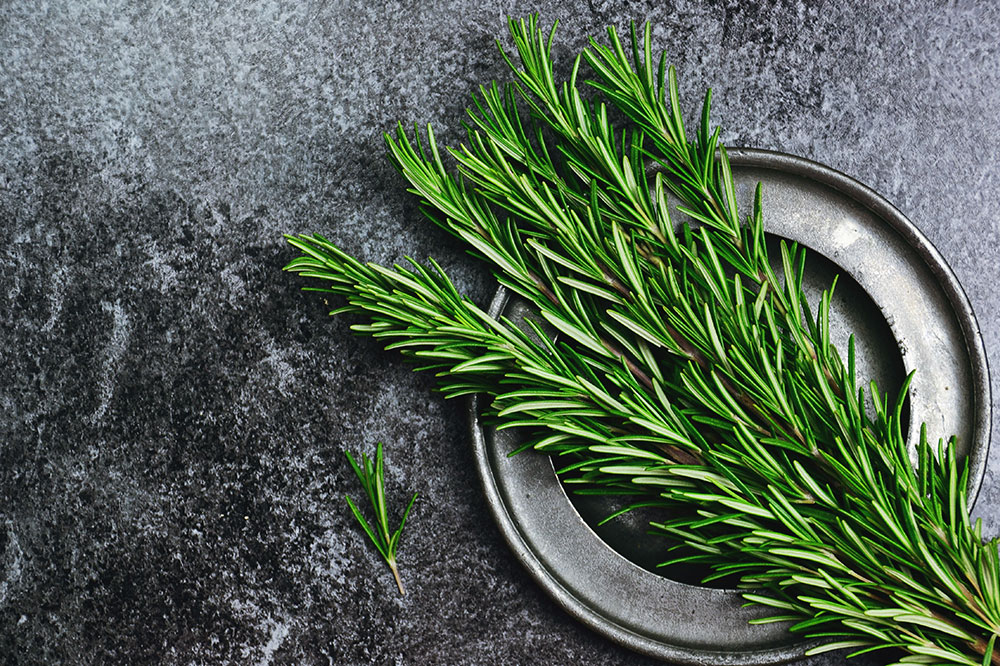 8 Plants That Effectively Repel Ticks and Fleas