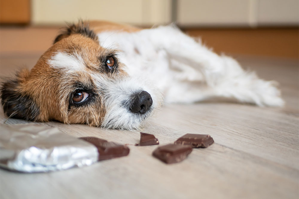 9 Foods Toxic to Cats and Dogs